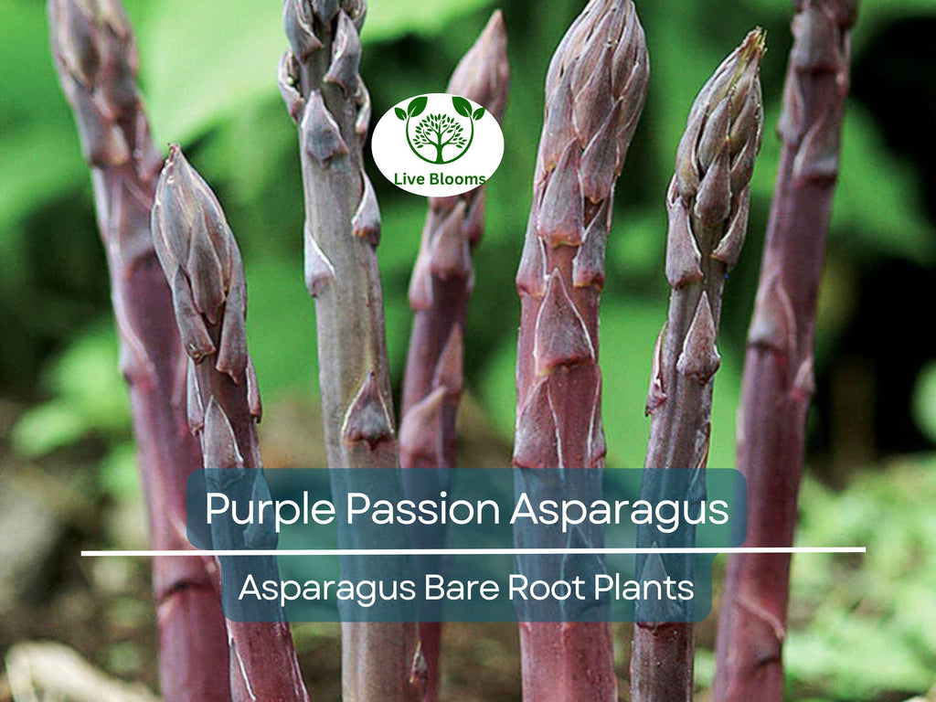 10 Purple Passion Asparagus Crowns – 2-Year Bare Root Plants – Sweet, Tender, Vibrant Spears – Perennial Vegetable for Garden