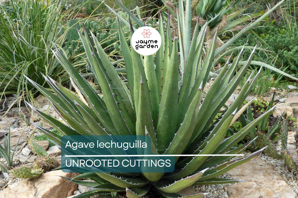 Agave lechuguilla 10 Leaf Cutting – Rare Desert Succulent Starter Plant