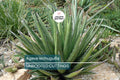Agave lechuguilla 10 Leaf Cutting – Rare Desert Succulent Starter Plant