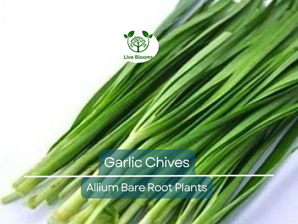 25 Garlic Chives Live Plants – Bare Root Stalks – Edible Herb for Garden or Container – Allium Tuberosum, Easy to Grow