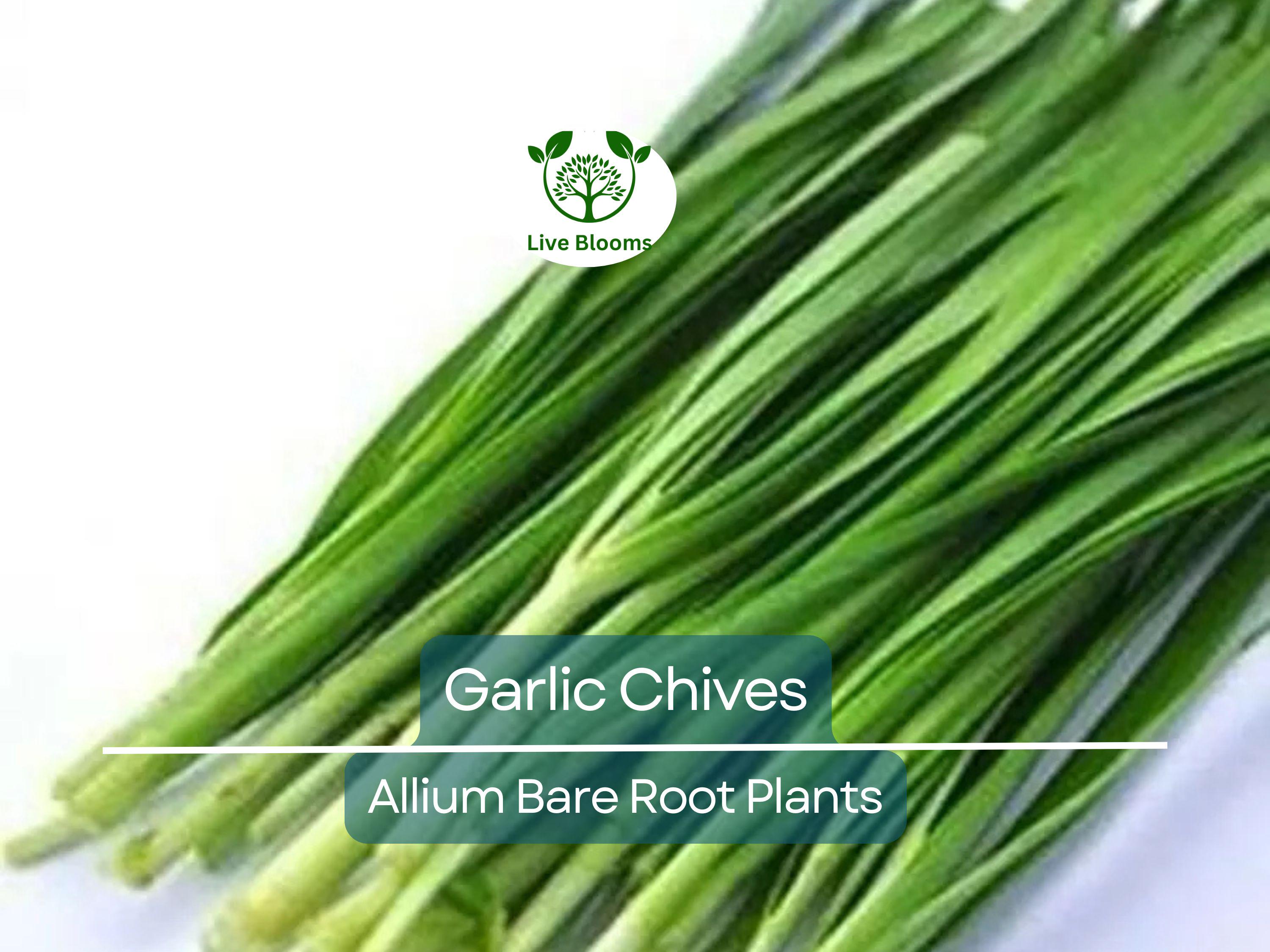 25 Garlic Chives Live Plants – Bare Root Stalks – Edible Herb for Garden or Container – Allium Tuberosum, Easy to Grow