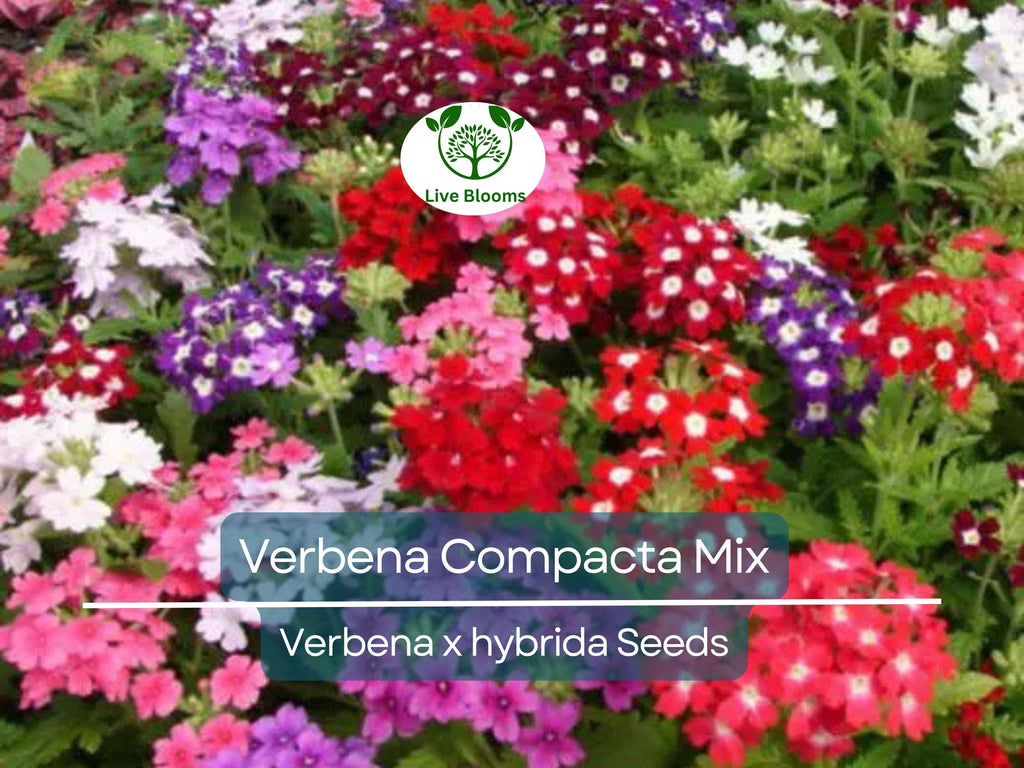 200 Seeds Verbena Compacta Mix Dwarf Groundcover Perennial - Non-GMO, Bee-Friendly, Ideal for Gardens & Landscapes (Verbena x hybrida)