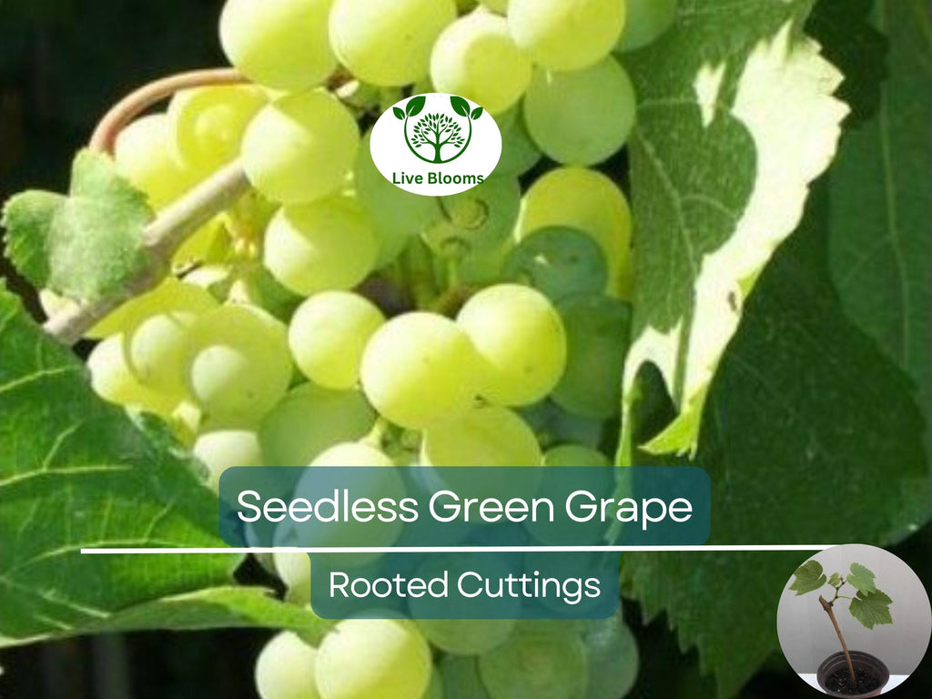 1 Green Rooted Grapes Cutting 8" Vine, Sweet Seedless Live Plant for Vineyard or Garden, Vitis vinifera, Fruit Propagation, Easy Growing