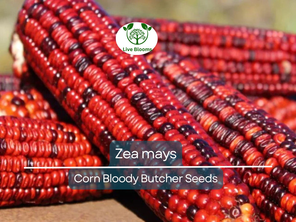 25 Seeds Corn Bloody Butcher (110 Days) – Zea mays | Heirloom Corn for Planting, Gardening & Unique Red Kernels for Fresh Harvests