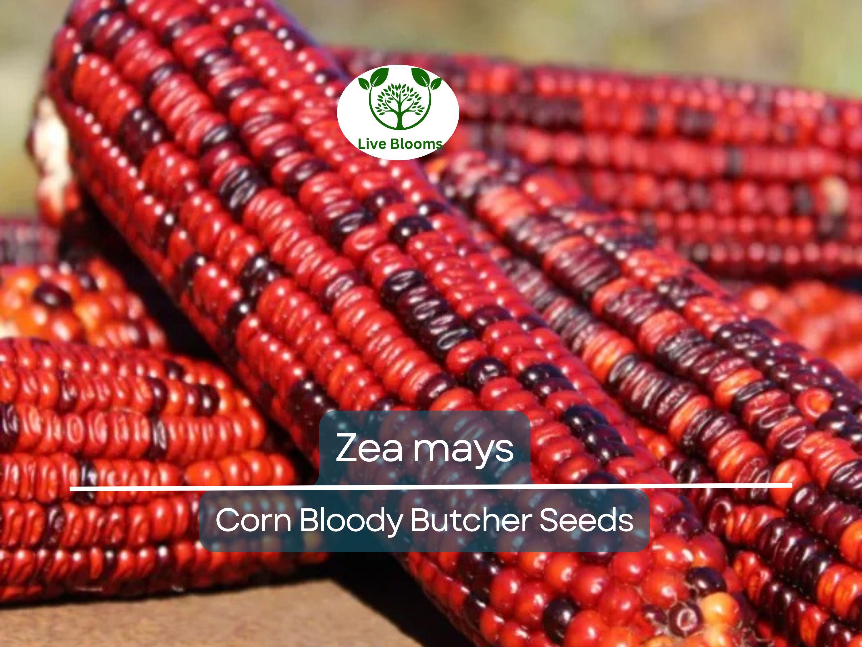 25 Seeds Corn Bloody Butcher (110 Days) – Zea mays | Heirloom Corn for Planting, Gardening & Unique Red Kernels for Fresh Harvests