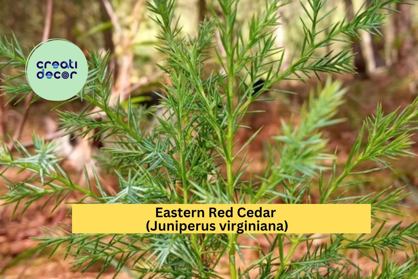 Eastern Red Cedar (Juniperus virginiana) – 1 Live Bare-Root Sapling 8–12” – Hardy Evergreen Shade & Privacy Tree