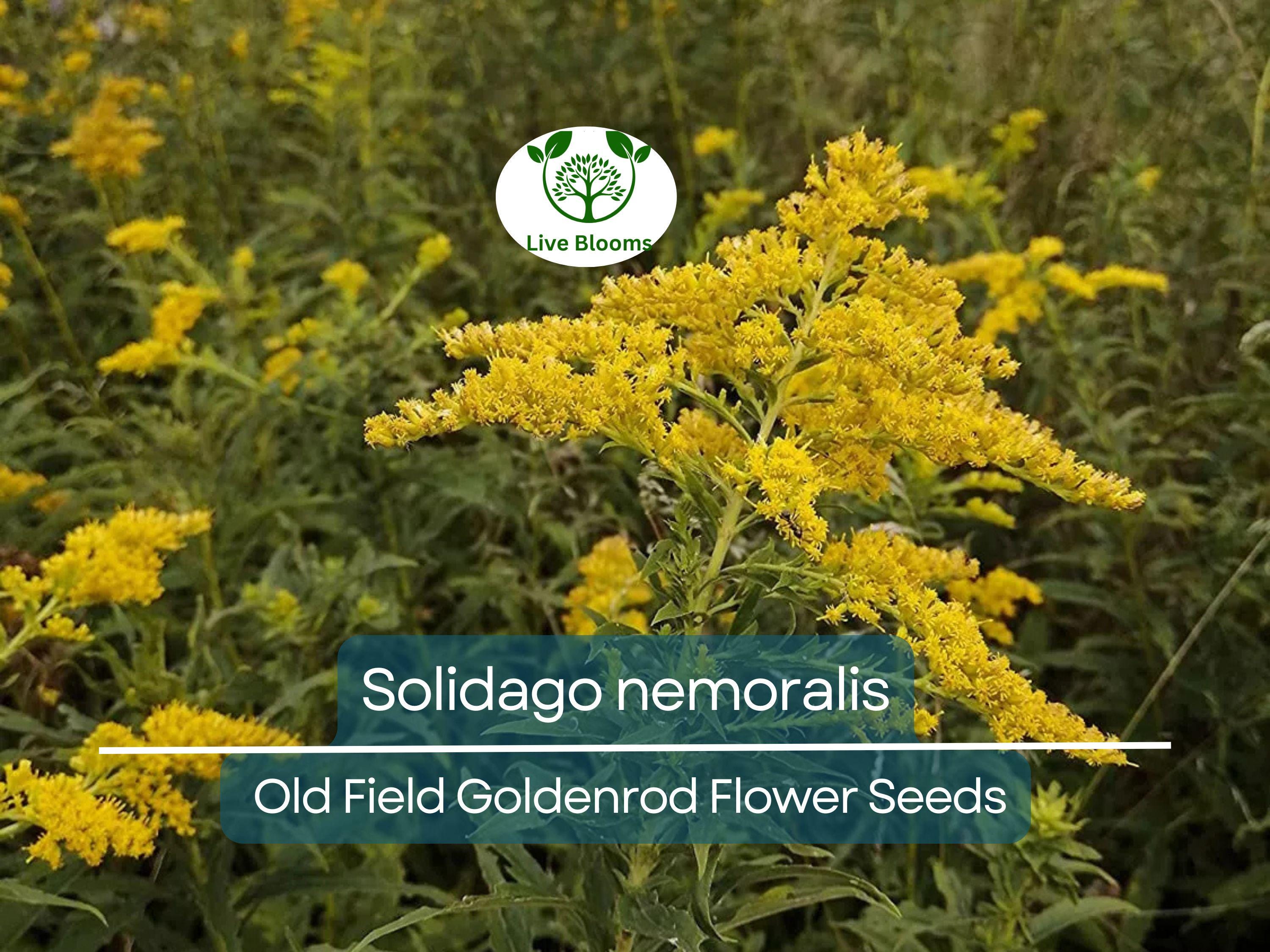 500 mg Seeds Solidago nemoralis (Old Field Goldenrod) for Planting, Native Perennial Wildflower for Pollinator Gardens & Natural Landscaping