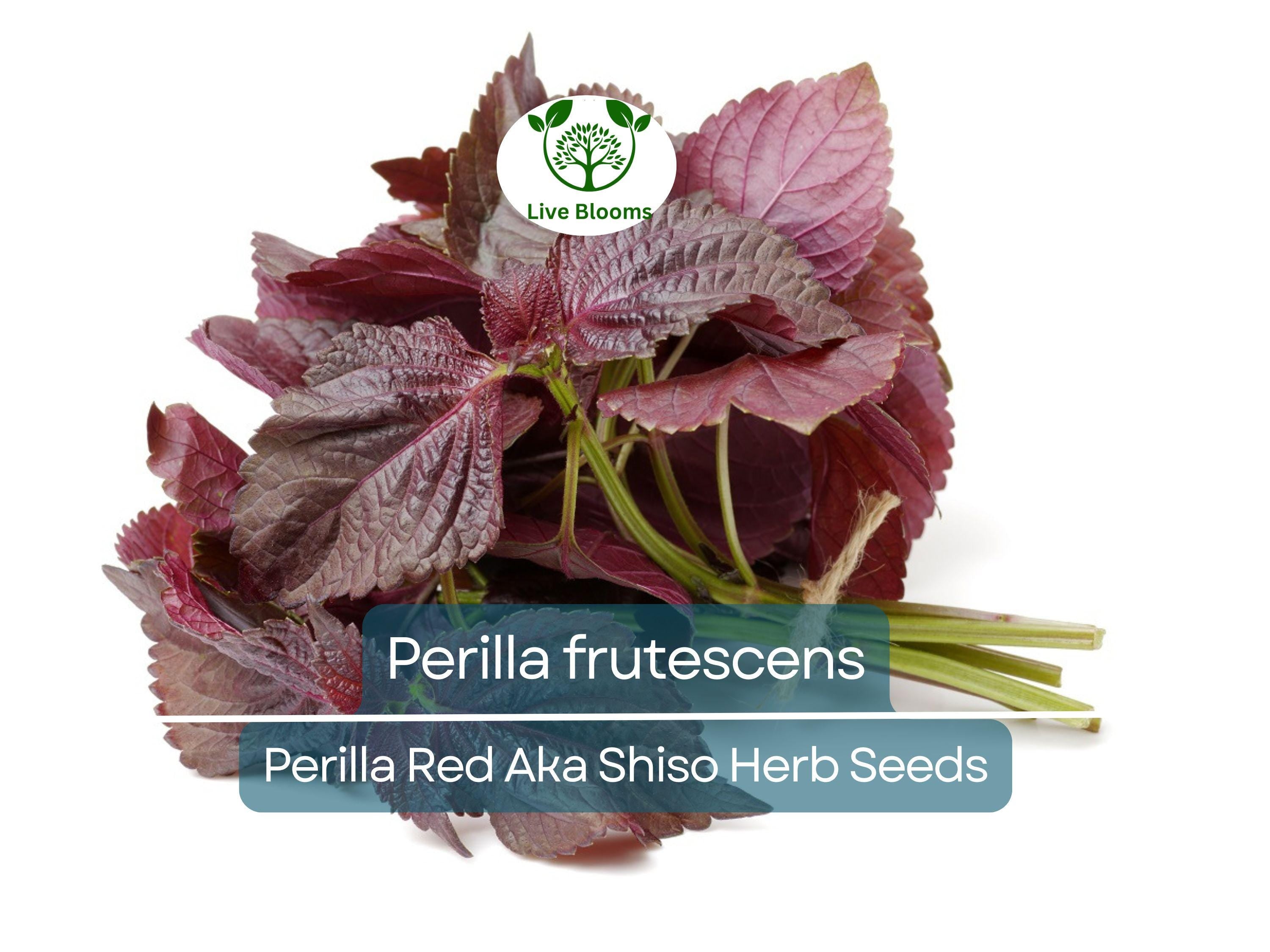 100 Seeds Perilla (Shiso) Red Aka Shiso Herb – Perilla frutescens | Heirloom Herb for Planting, Asian Cuisine