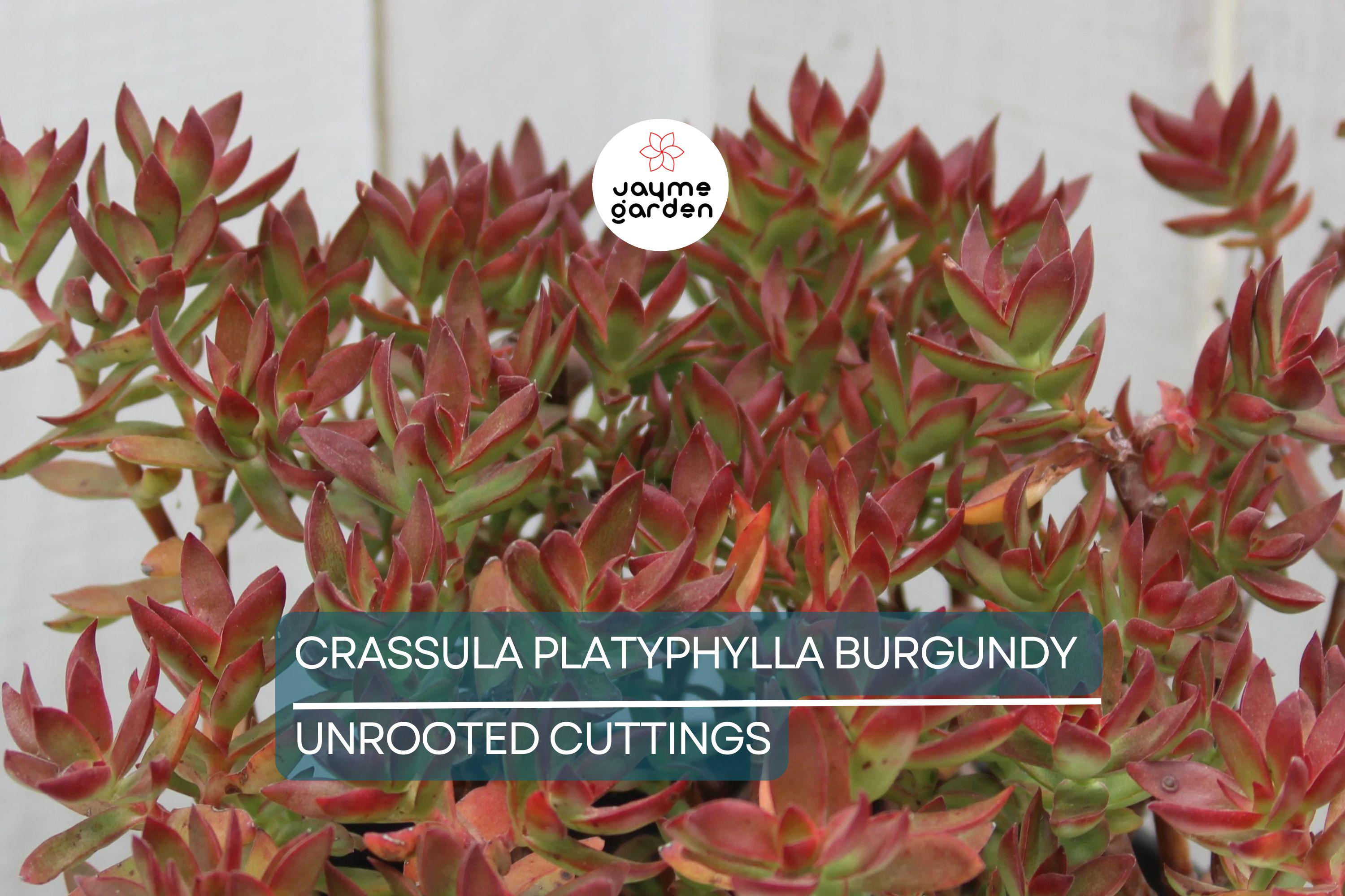 3 x Crassula Platyphylla Burgundy Unrooted Cuttings (1.5" Diameter) - Color Varies with Light - Succulent Starter