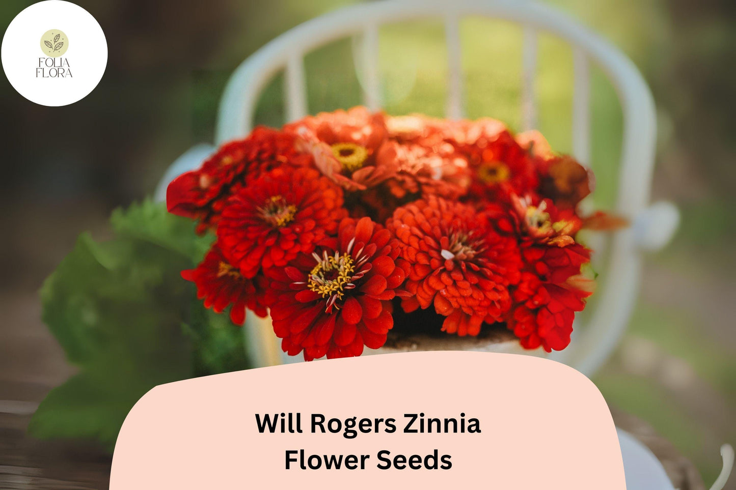 100+ Will Rogers Zinnia Seeds – Bright Scarlet Red Non-GMO Annual Flowers for Garden Planting & Cut Flower Gardens