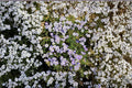 Bird’s Eyes – Gilia tricolor 100 Seeds | California Native | Blue & Purple Blooms | Easy Annual