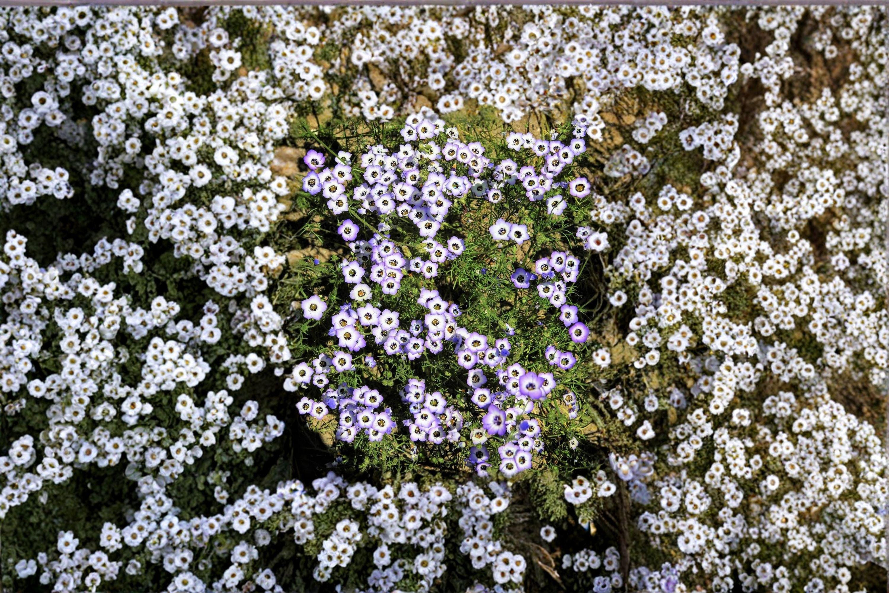 Bird’s Eyes – Gilia tricolor 100 Seeds | California Native | Blue & Purple Blooms | Easy Annual