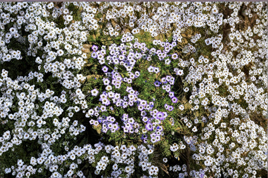 Bird’s Eyes – Gilia tricolor 100 Seeds | California Native | Blue & Purple Blooms | Easy Annual