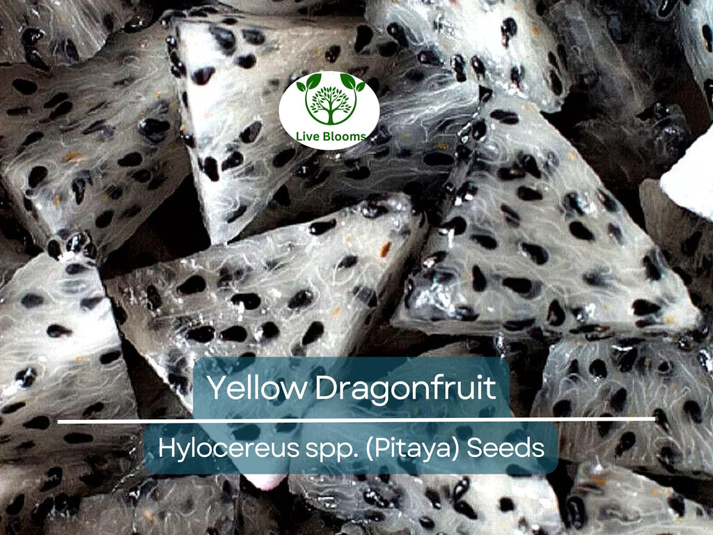 10 Yellow Dragonfruit Seeds | Pitaya Hylocereus Cactus, Sweet & Exotic Fruit, Easy to Grow, Tropical Pitaya Tree