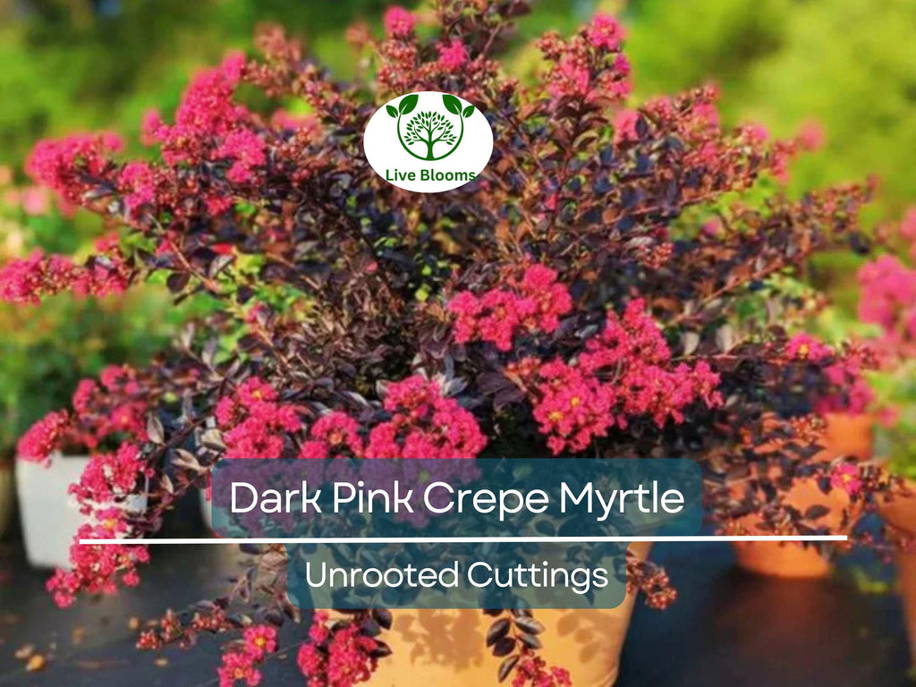 7 Lagerstroemia Indica Dark Pink Crepe Myrtle Live Flower Plant Tree Unrooted Cuttings (6") - Stunning Flowering Tree