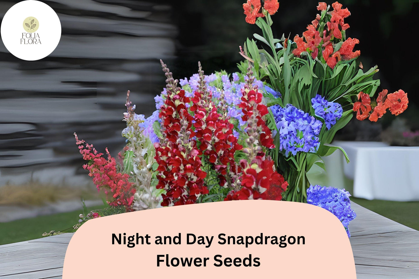 Antirrhinum majus Night and Day Snapdragon Seeds – 1000+ Unique Bi-Color Blooms for Garden & Cut Flowers