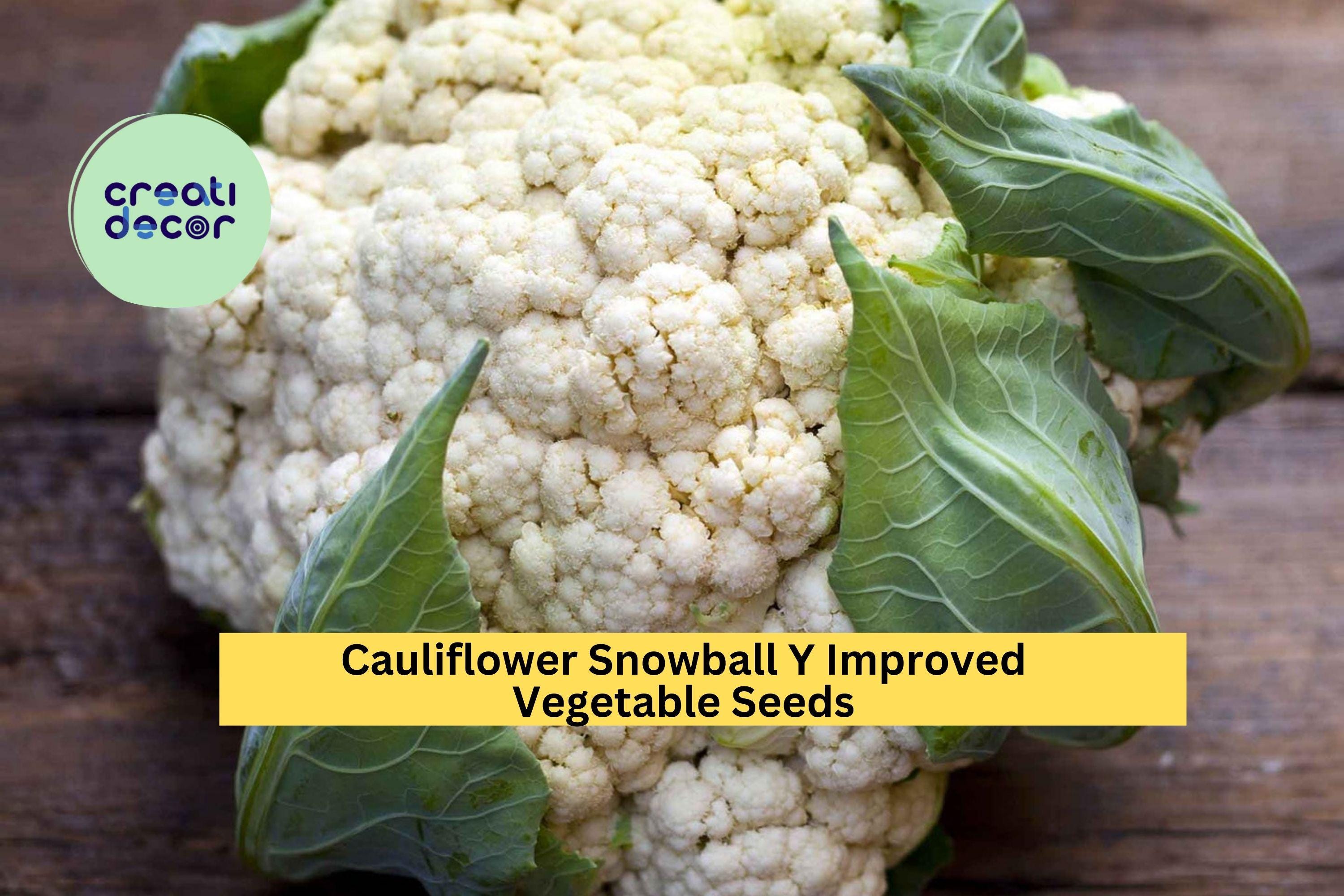 3pcs x 500mg Cauliflower Snowball Y Improved Seeds – Compact White Heads for Raised Beds, Garden Rows, or Containers Seeds for Planting