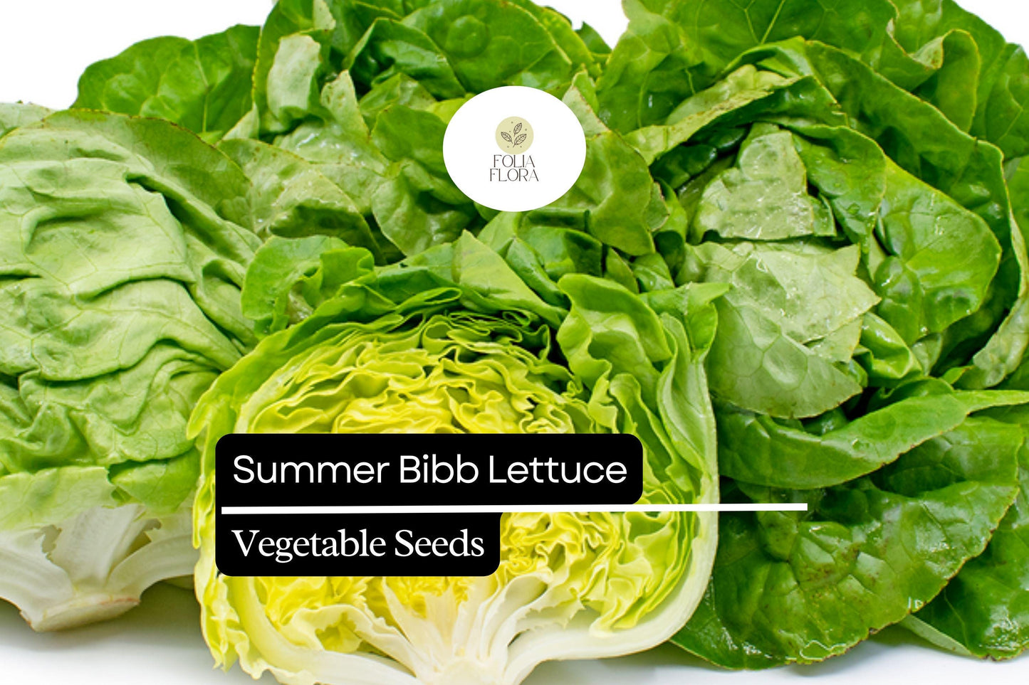 1000 Summer Bibb Lettuce Seeds – Heirloom, Non-GMO, Heat-Tolerant, Tender & Sweet