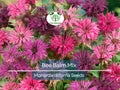 90 Seeds Bee Balm Monarda Didyma Mixed Colors, Perennial Hummingbird Plant, Non-GMO, Pollinator-Friendly, Vibrant Flowers for Garden