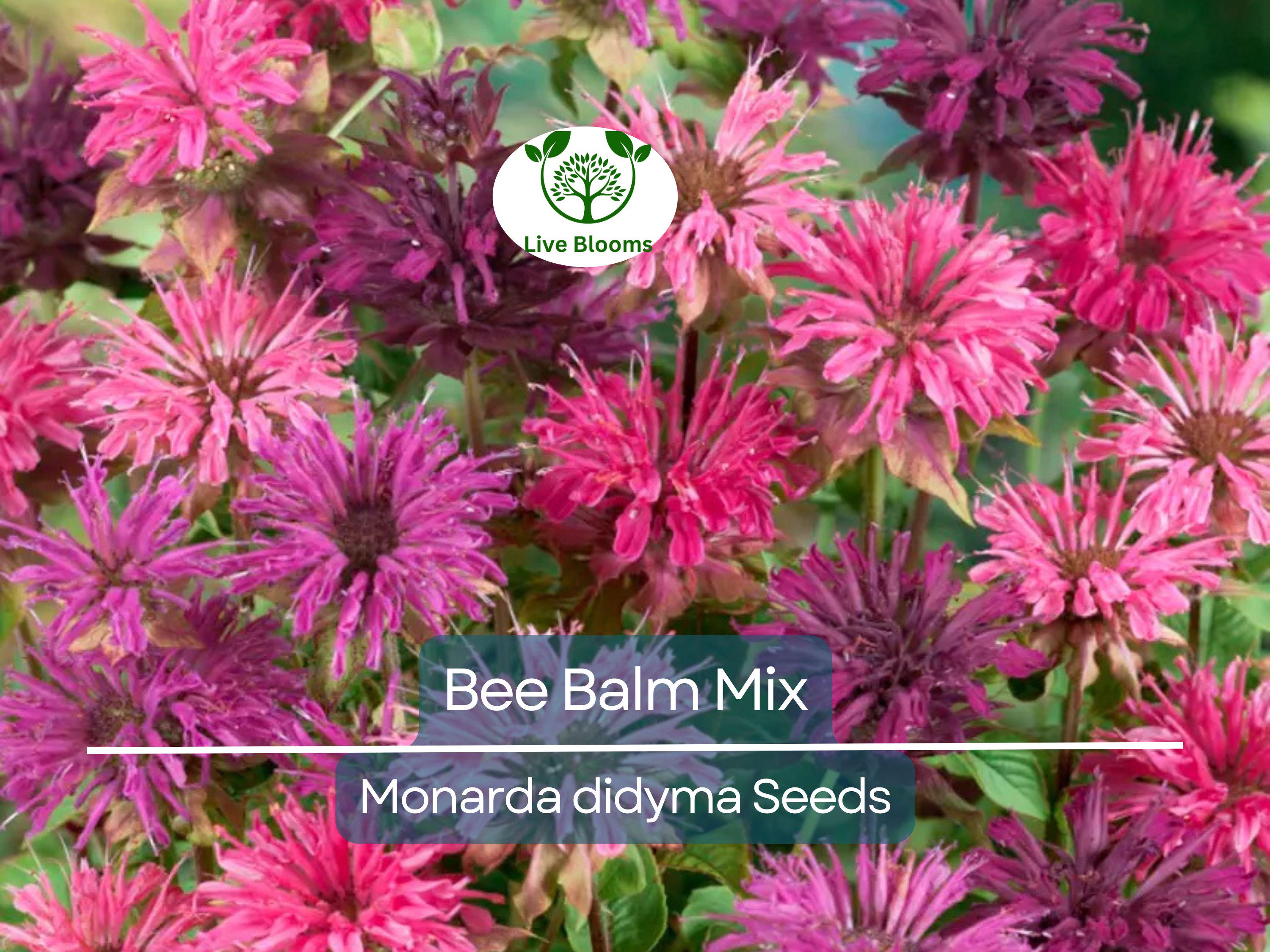 90 Seeds Bee Balm Monarda Didyma Mixed Colors, Perennial Hummingbird Plant, Non-GMO, Pollinator-Friendly, Vibrant Flowers for Garden