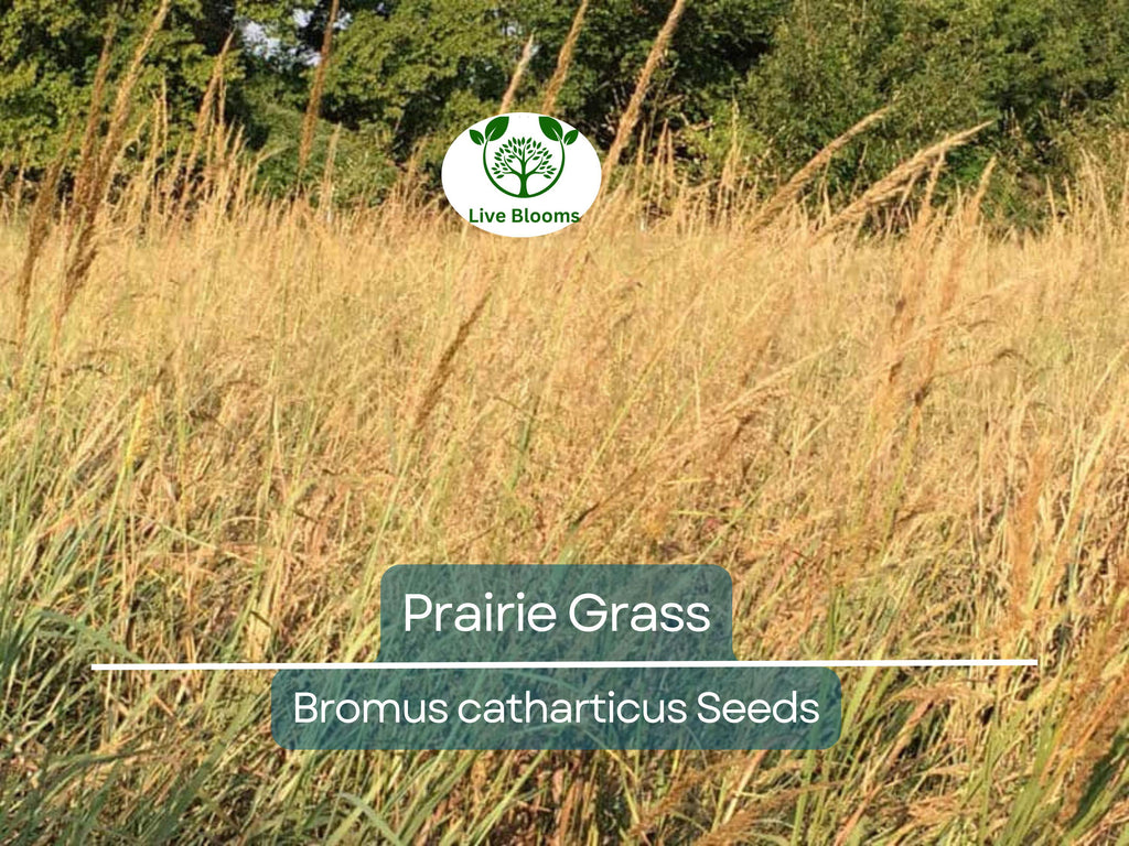 10,000 Bulk Prairie Grass Seeds - Native, Fast-Growing, Drought & Heat Tolerant, EZ Ornamental Grass for Landscaping