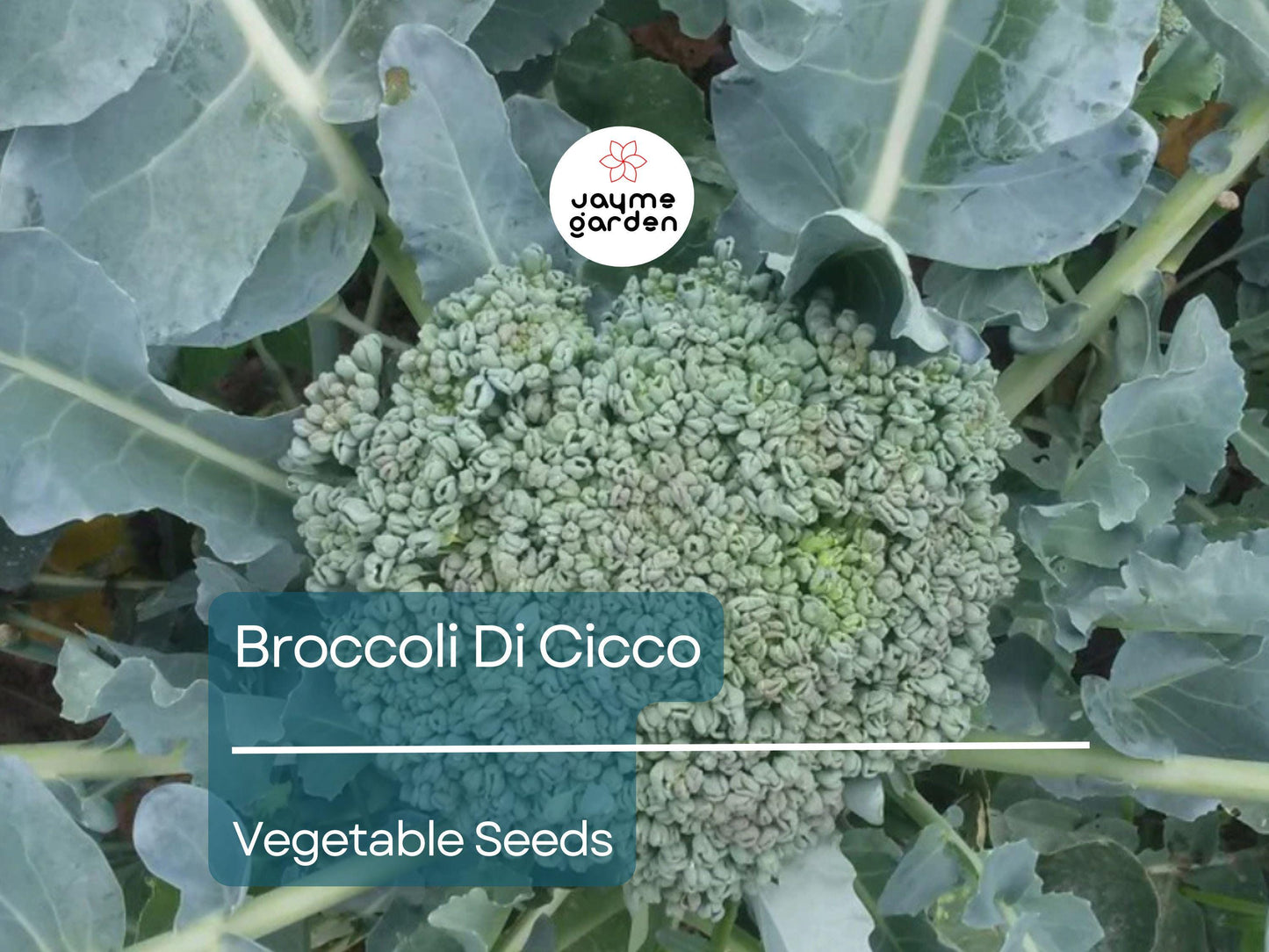 Broccoli Di Cicco 1 Gram Seeds - Heirloom Non-GMO Variety - Tender, Sweet, High-Yield Broccoli for Fresh Eating, Steaming, & Stir-Fries