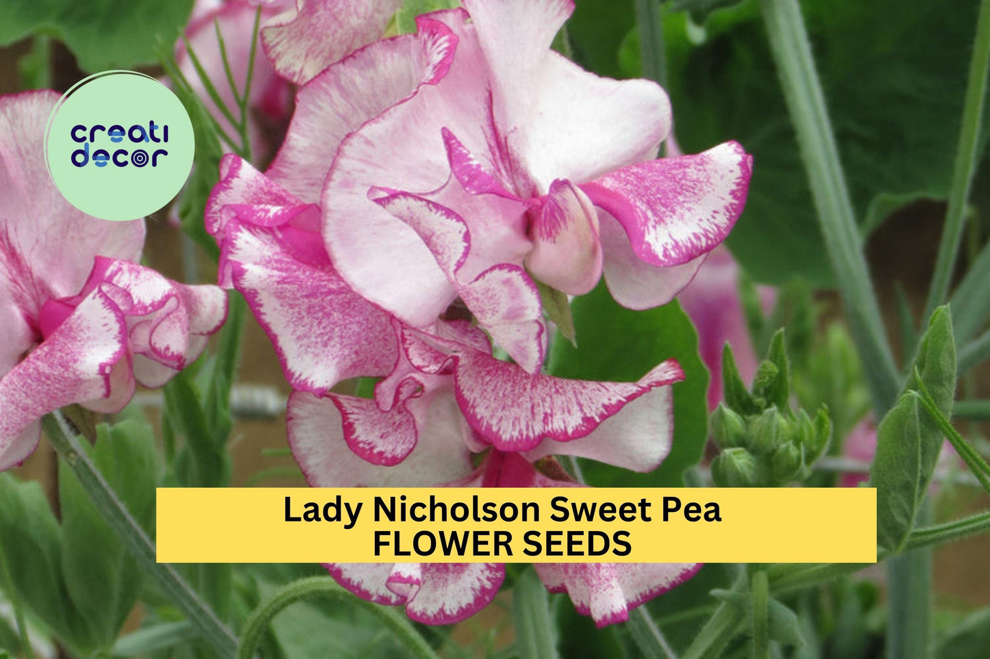 50+ Lady Nicholson Sweet Pea Seeds – Pale Pink Fragrant Blooms for Trellises, Fences, Bouquets & Pollinator Gardens – USA