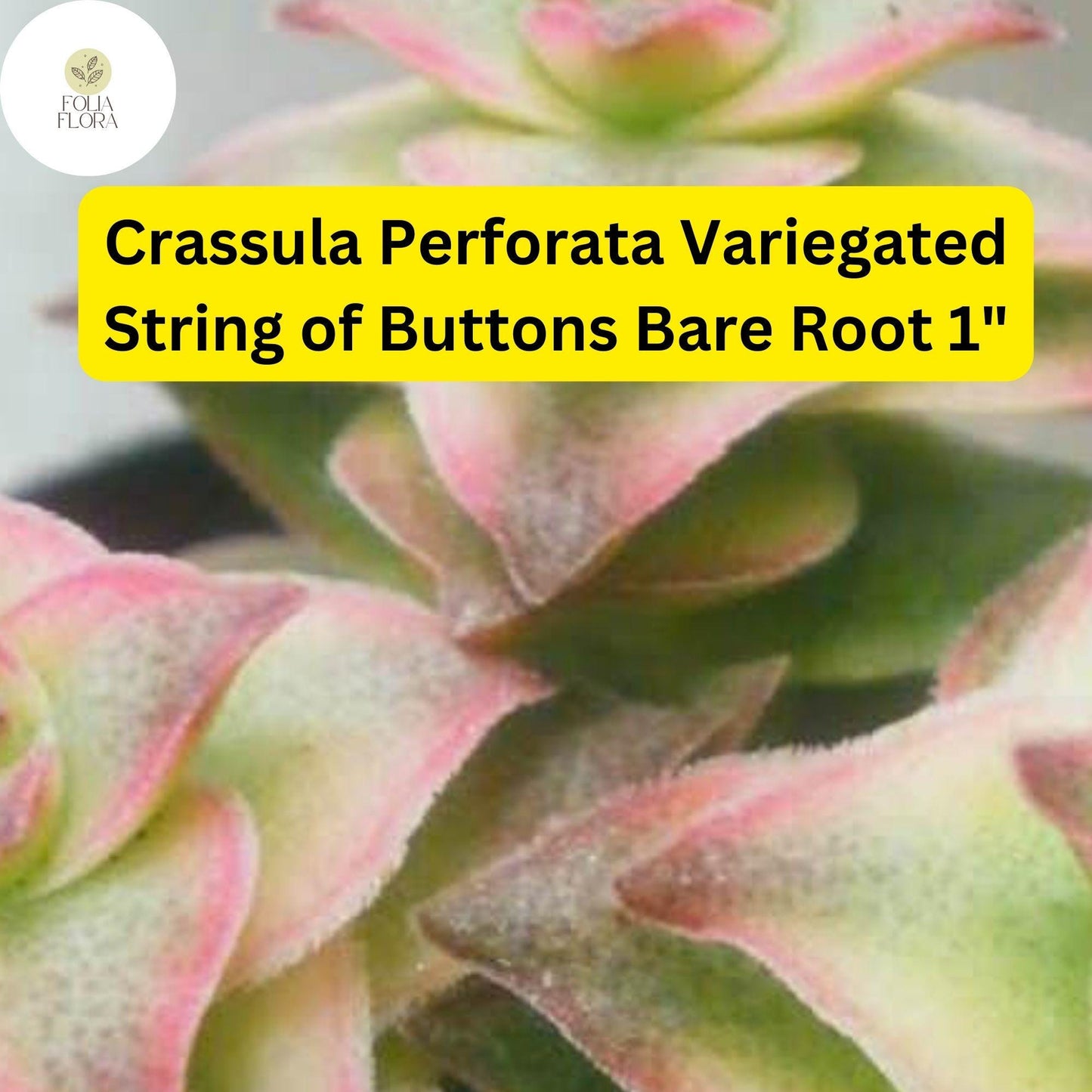 Crassula Perforata Variegated ‘String of Buttons’ | 2 Bare Root 1" Live Succulents | Stacked Leaves, Easy-Care, Unique Trailing Plant