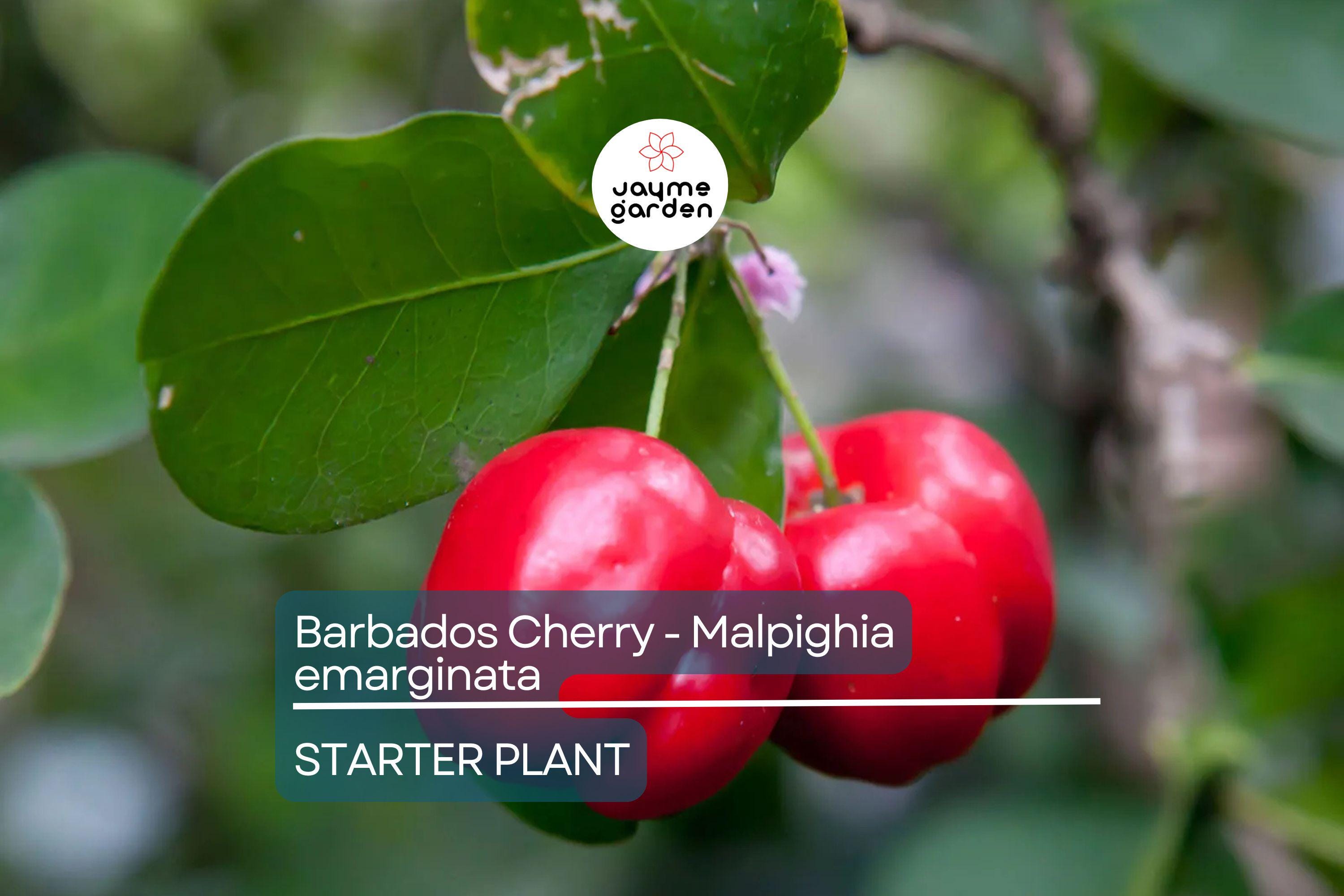 Acerola Barbados Cherry Plant (Malpighia emarginata) | Vitamin C-Rich Fruit, Evergreen Shrub, USDA Zones 9-12