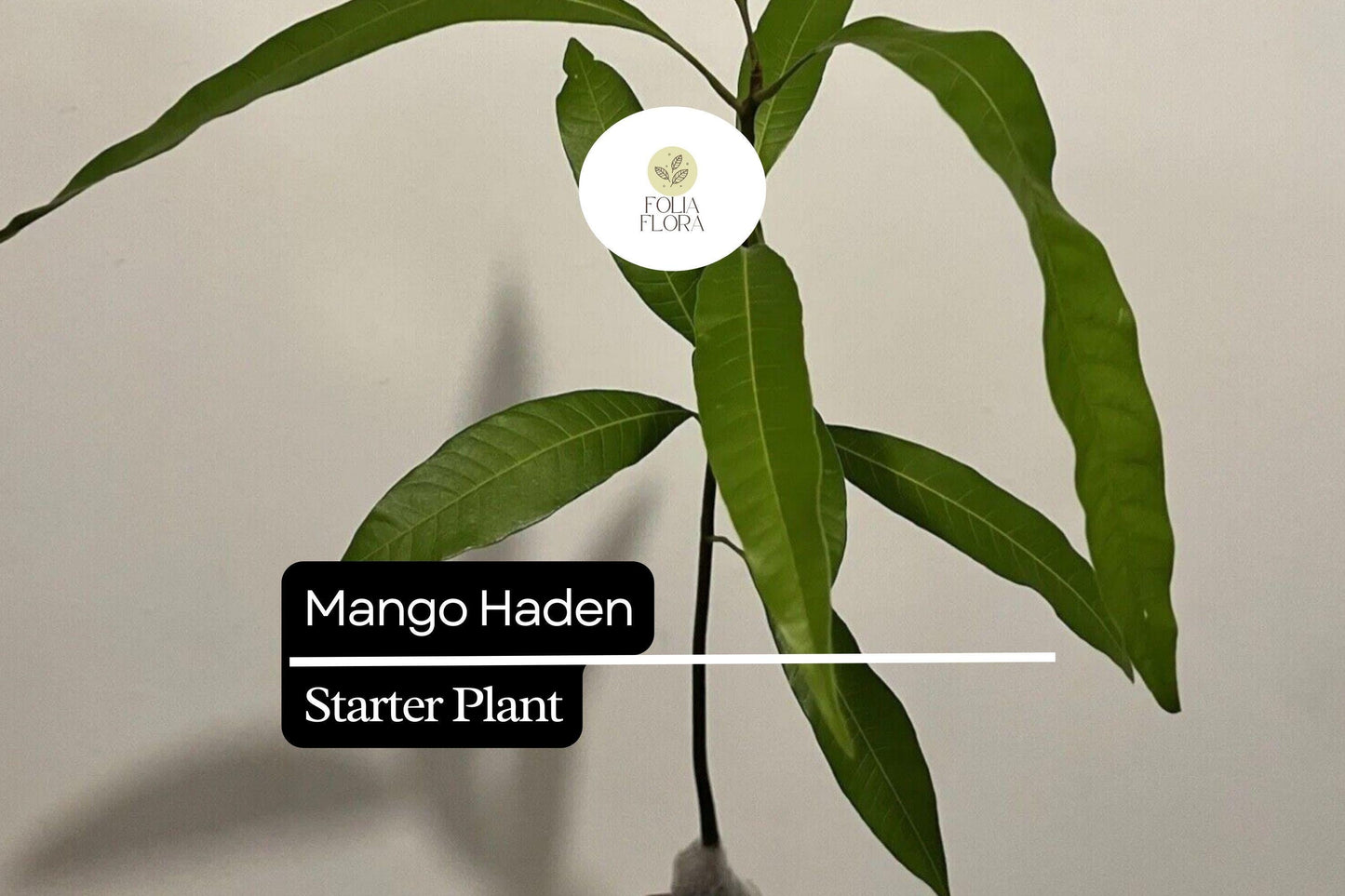 1 Starter Plant Mango Haden (Mangifera) Live Tropical Fruit Tree 12″-24″