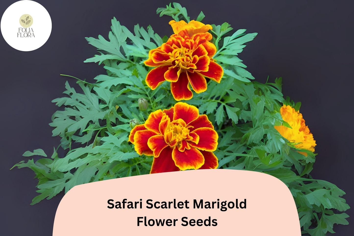 25+ Safari Scarlet Marigold Seeds | Tagetes patula | Bold Red Blooms | Easy Annual Flower for Garden Planting & Pollinators