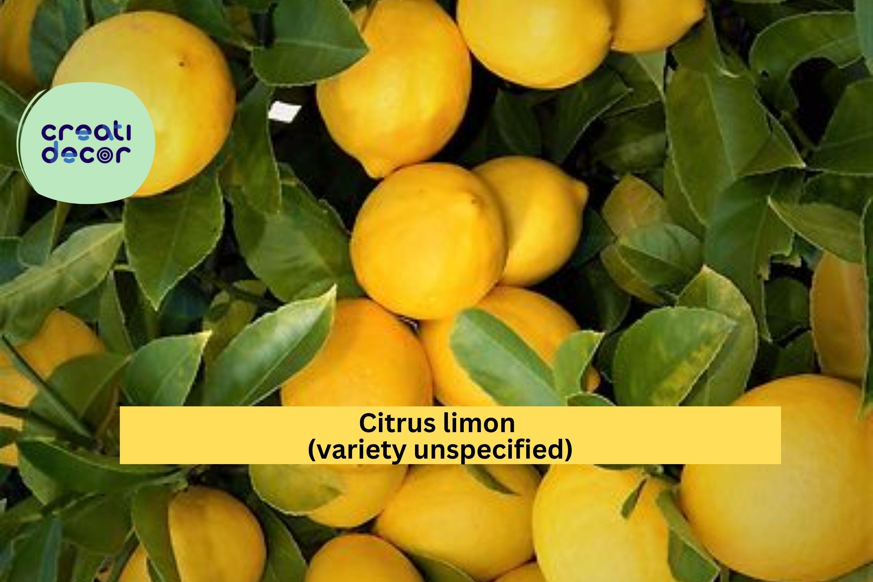 Rare Hardy Lemon Tree – Live 6” Citrus Plant, Large Baseball-Size Fruit Variety, Cold-Tolerant Lemon Starter for Home Gardens