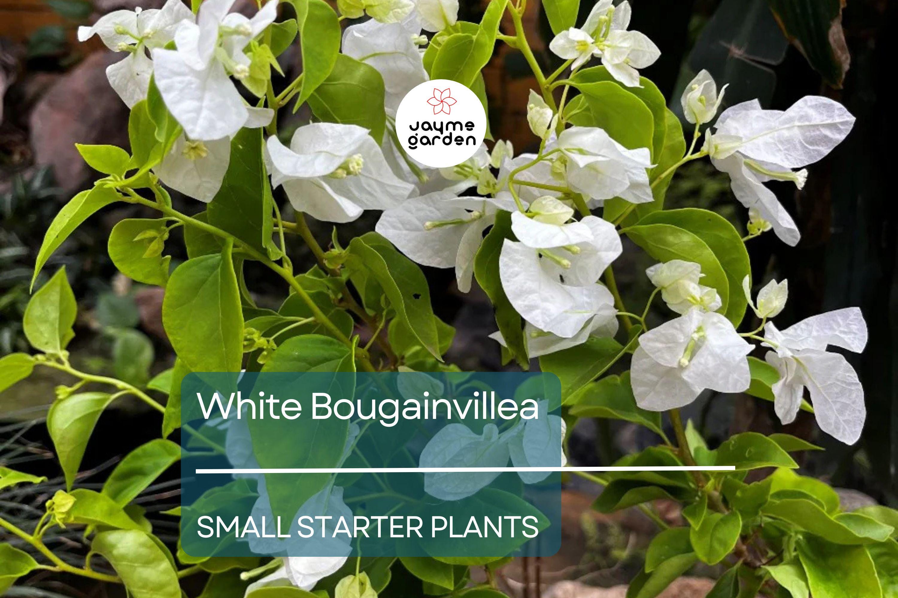 White Bougainvillea Starter Plant - Paper Flower, 5-7 Inches Tall - Tropical Beauty for Gardens, Containers & Landscaping