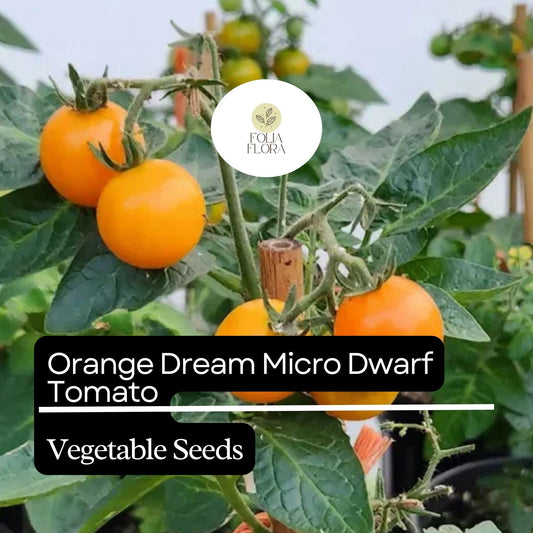 15 Orange Dream Micro Dwarf Tomato Seeds – Heirloom, Non-GMO, Compact & High-Yield