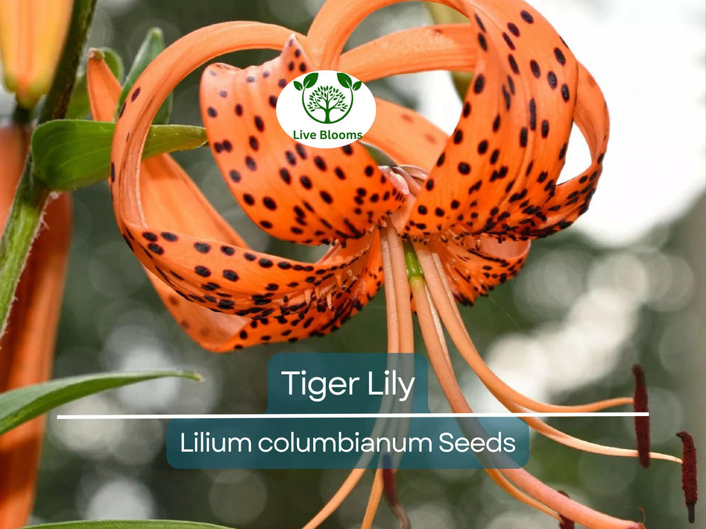 20 Tiger Lily Seeds | Lilium columbianum, Spotted Orange Flowers, Hardy Perennial, Non-GMO, Beautiful Garden Flower, Easy-to-Grow Bulb
