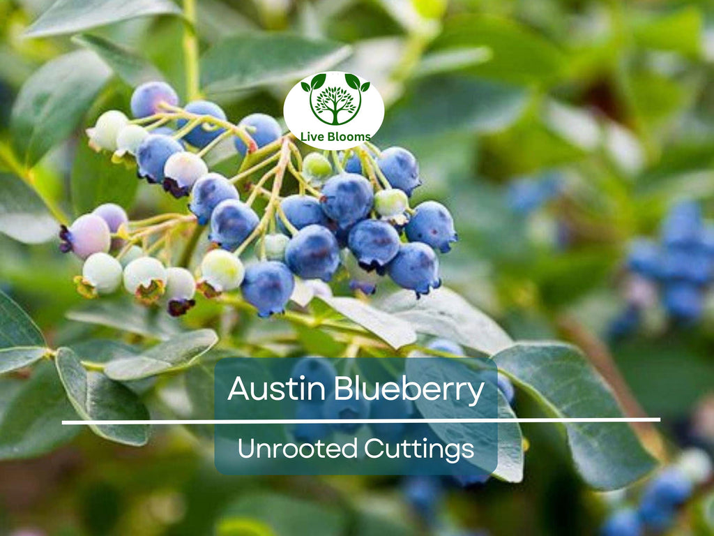 5 Austin Blueberry Live Cuttings 5-8" Unrooted Scion Fruit Tree, DIY Food Grow, Healthy Blueberry Plant for Home Garden, Homegrown Berries