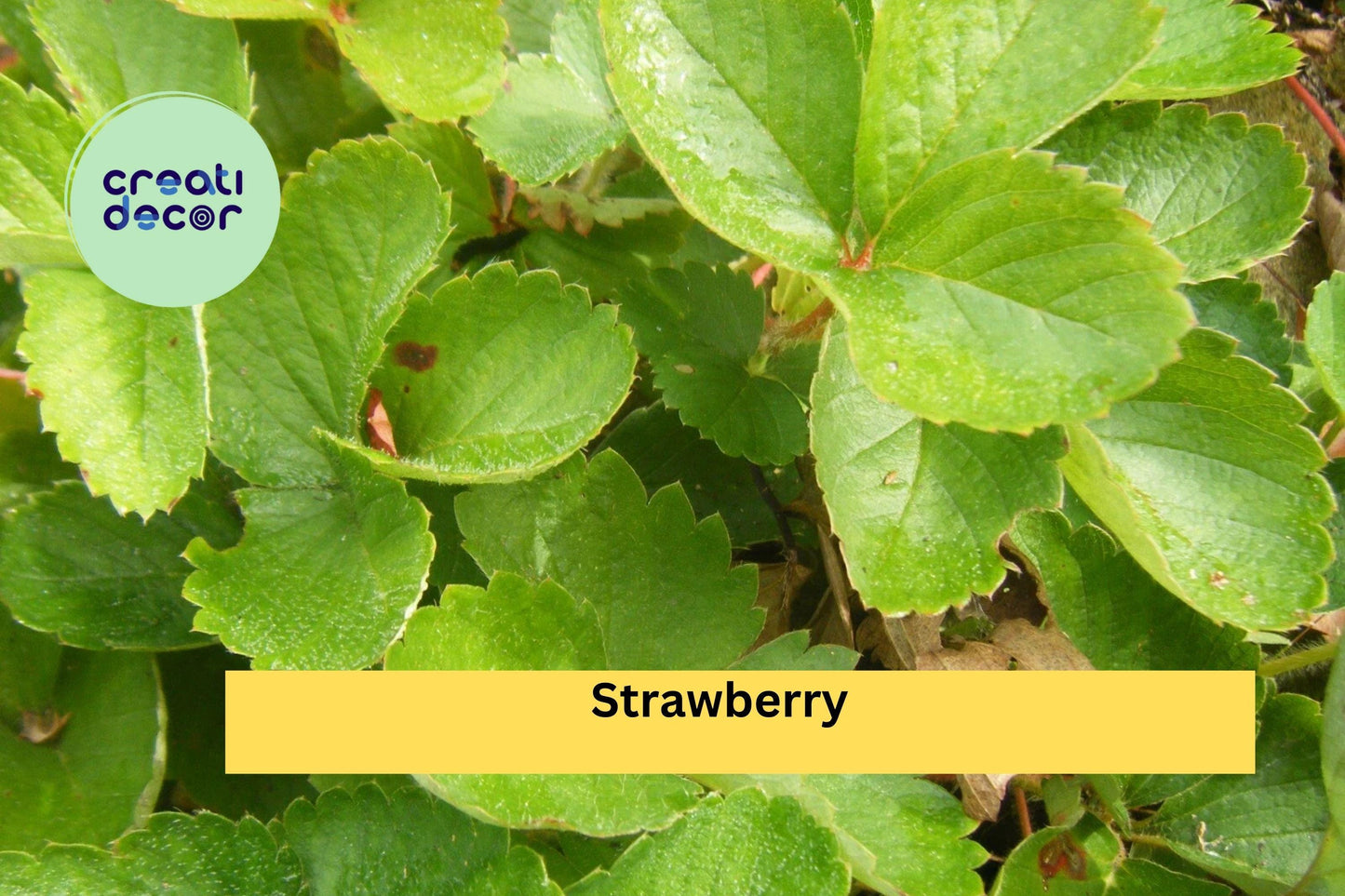5 Strawberry Plants | Live Bare Root Garden Starter Plants | Perennial Fruit Plants for Home Growing