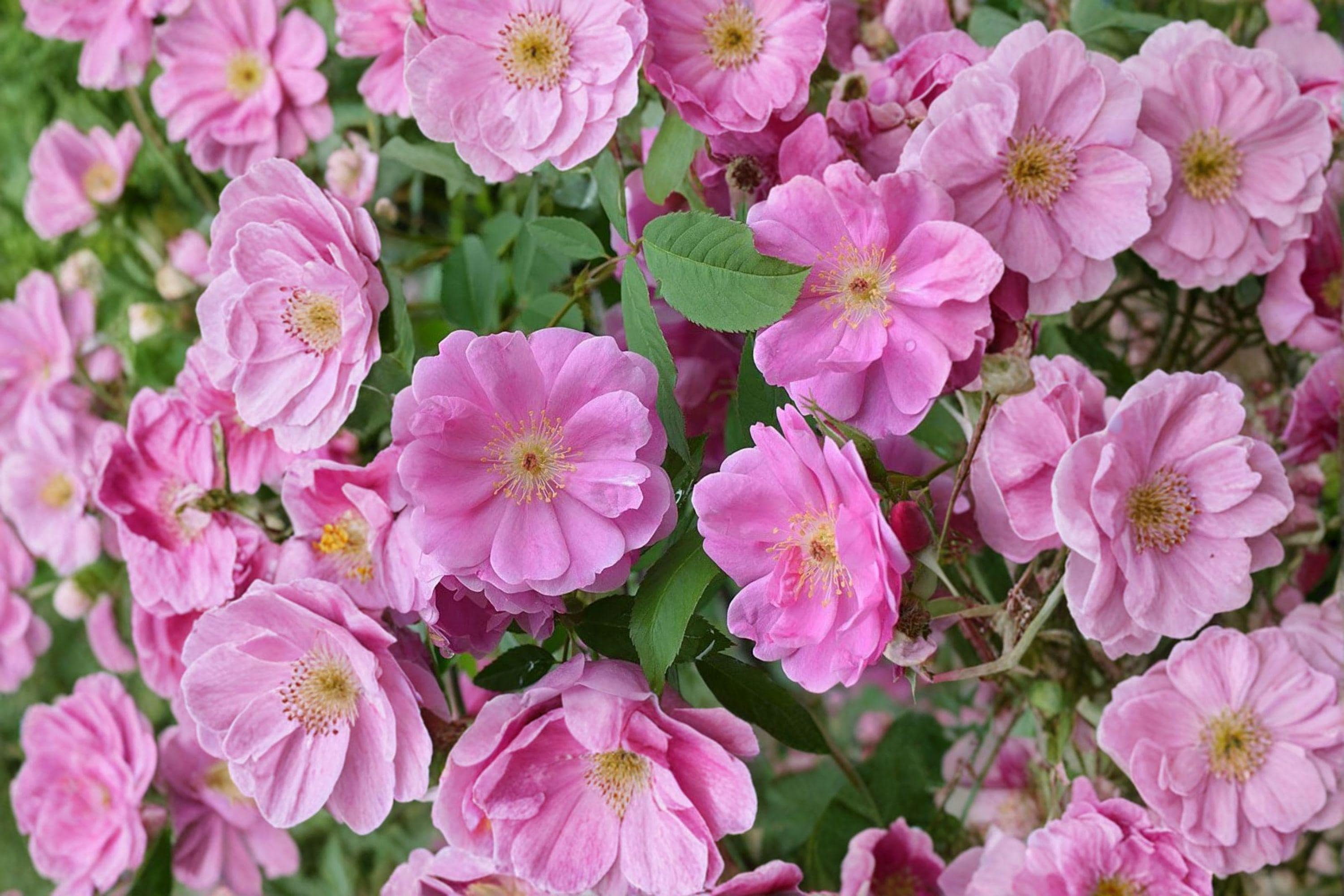 Rosa palustris/Swamp Rose – 30 Seeds | Native Wetland Rose | Fragrant Pink Blooms | Wildlife & Pollinator Plant
