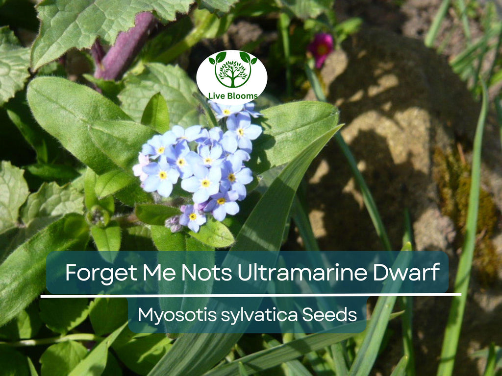200 Seeds Forget Me Nots ULTRAMARINE DWARF, Blue Biennial Perennial, Non-GMO, Compact Blue Flowers, Perfect for Gardens & Pollinators