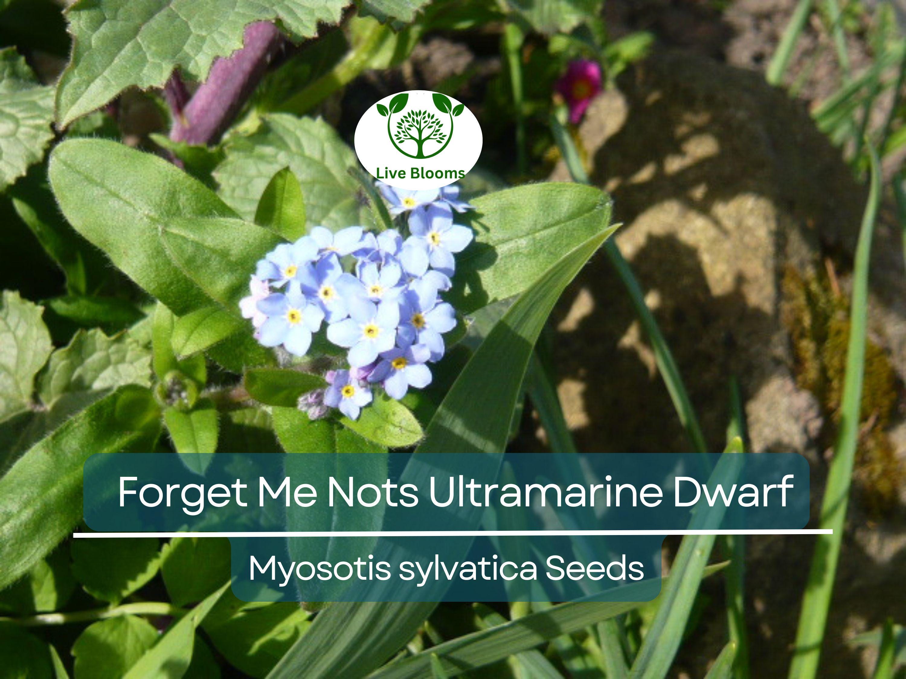 200 Seeds Forget Me Nots ULTRAMARINE DWARF, Blue Biennial Perennial, Non-GMO, Compact Blue Flowers, Perfect for Gardens & Pollinators