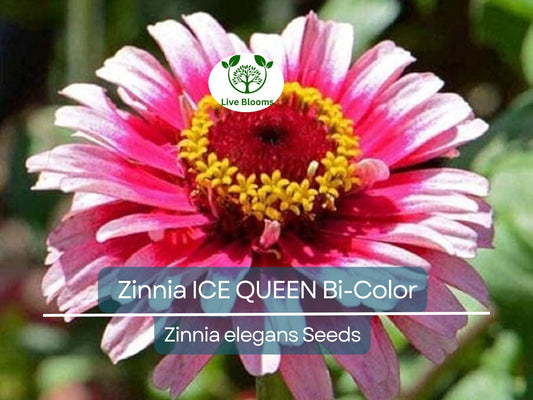 100 Seeds Zinnia ICE QUEEN Bi-Color Pink White Flowers, Attracts Butterflies & Hummingbirds, Non-GMO, Vibrant Garden Blooms, Easy to Grow
