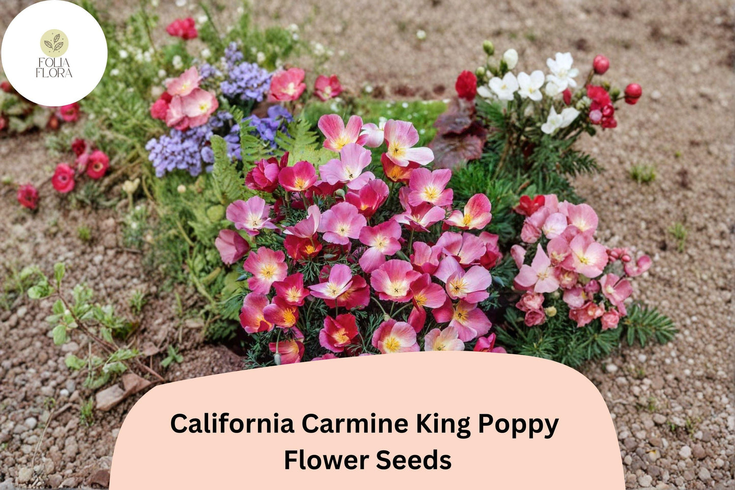 200+ California Carmine King Poppy Seeds | Eschscholzia californica | Bright Red-Pink Blooms | Easy Wildflower Seeds