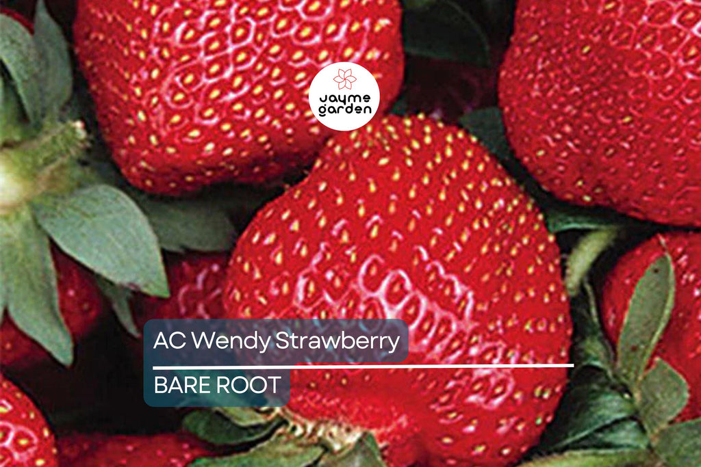 AC Wendy Strawberry Plants (25 Bare Root) – June-Bearing, Large Sweet Berries