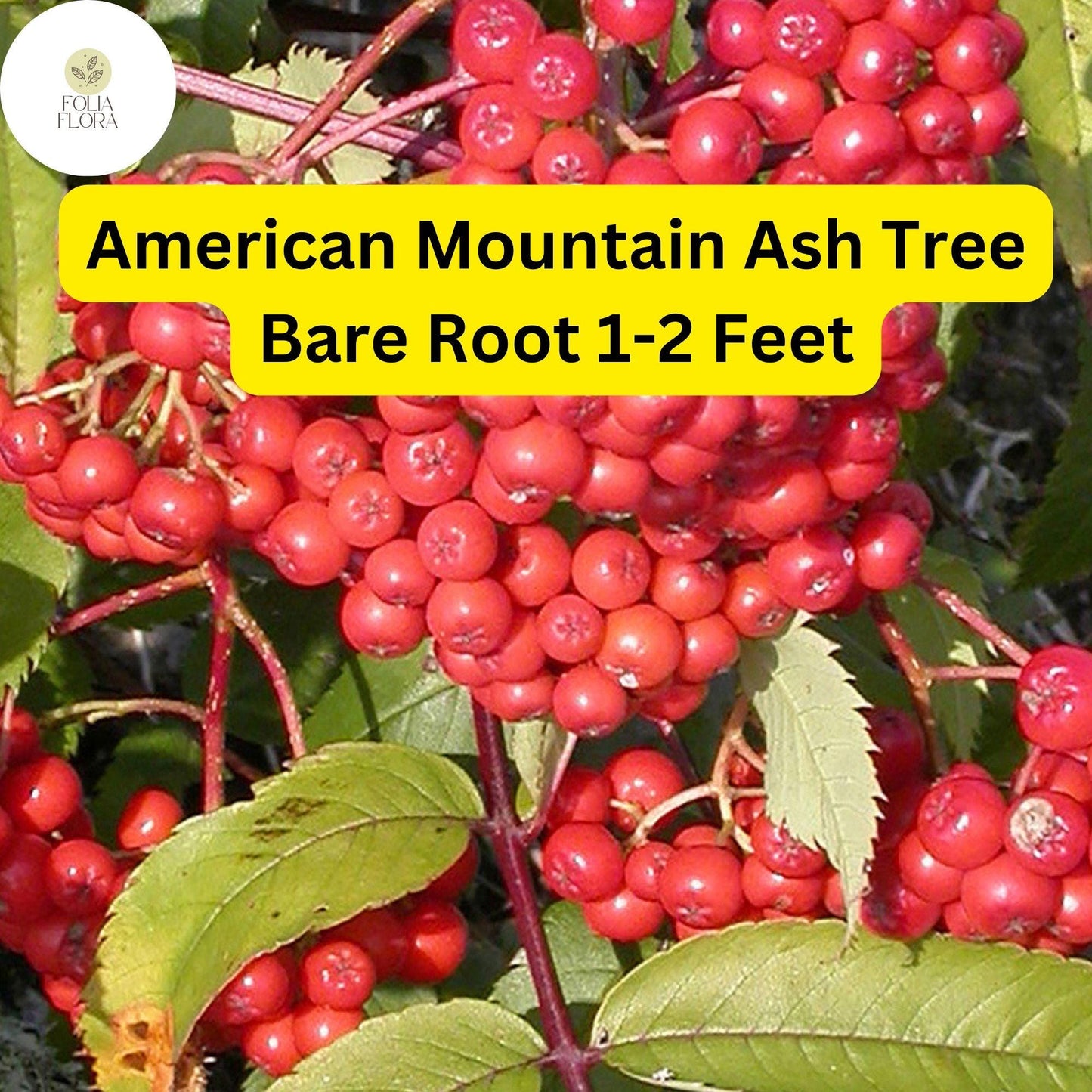 2 American Mountain Ash (Sorbus americana) – Live Bare Root Trees 1-2 Feet