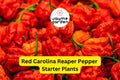 3 Red Carolina Reaper Starter Plants - Super Hot Chili - Extreme Heat for Spicy Recipes, Gardens & Container Growing