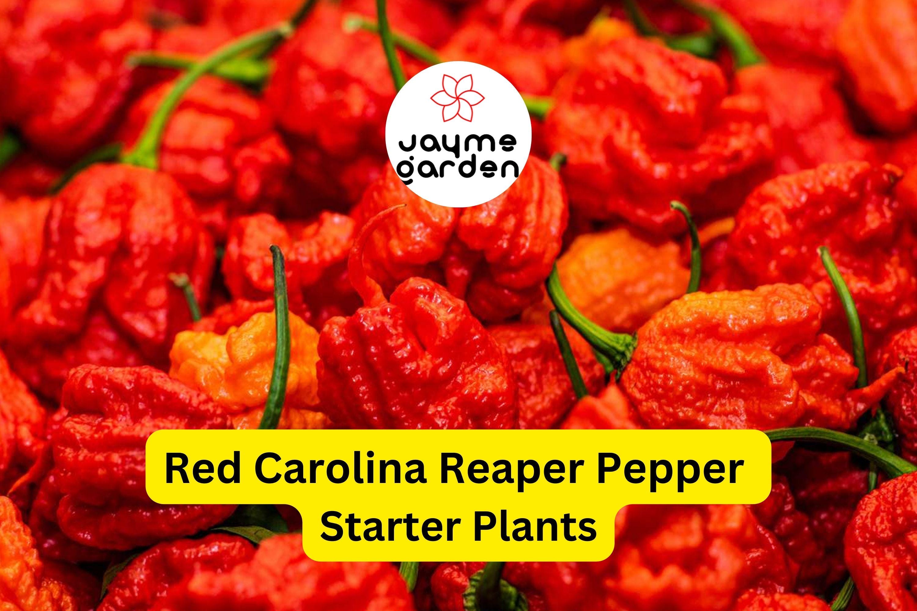 3 Red Carolina Reaper Starter Plants - Super Hot Chili - Extreme Heat for Spicy Recipes, Gardens & Container Growing