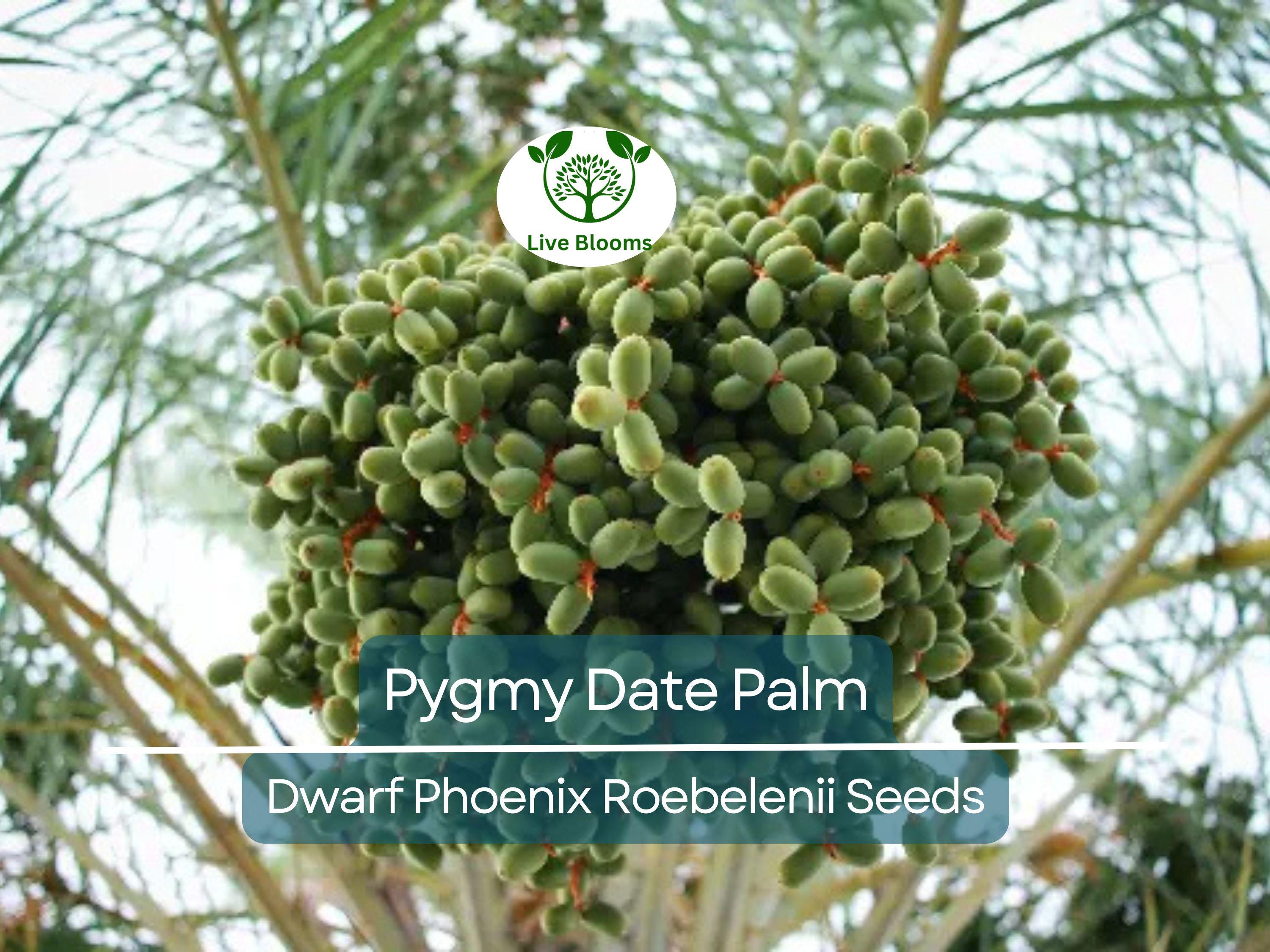 15 Pygmy Date Palm Seeds (Dwarf Phoenix Roebelenii), Indoor Houseplant, Tropical, Easy to Grow, Dwarf Palm Tree, Roebelenii Seeds, Indoor