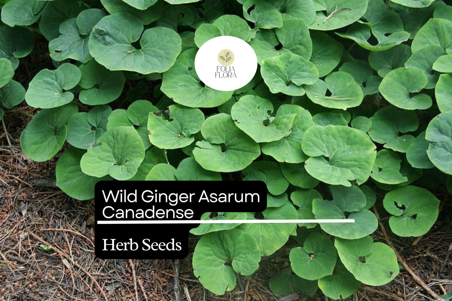 Wild Ginger Seeds 100mg | Asarum canadense | Shade-Loving Perennial Groundcover, Native Herb, Pollinator Friendly, Non-GMO