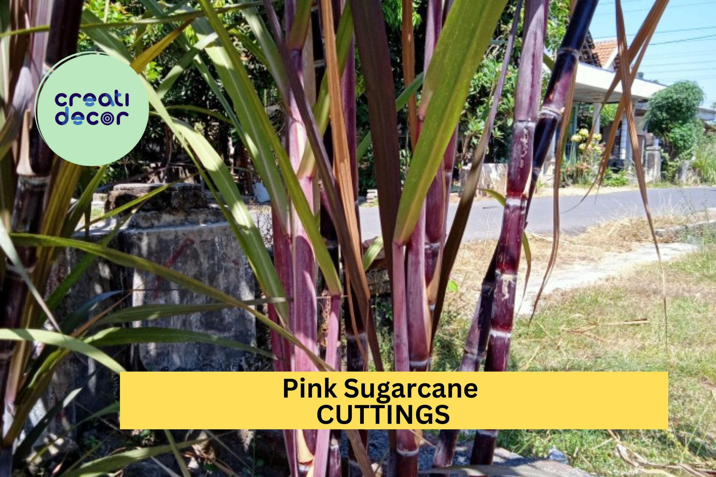 2 Red Sugarcane Cuttings – Fresh Organic Heirloom | Sweet Stalk Plant for Garden or Propagation | Tropical Non-GMO Planting Material
