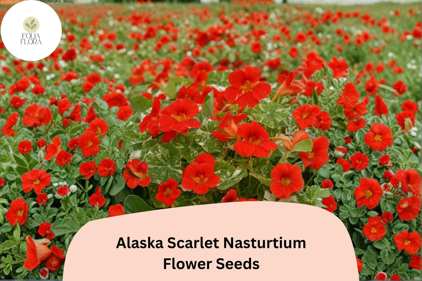50+ Alaska Scarlet Nasturtium Seeds | Tropaeolum majus | Scarlet Red Flowers & Variegated Foliage
